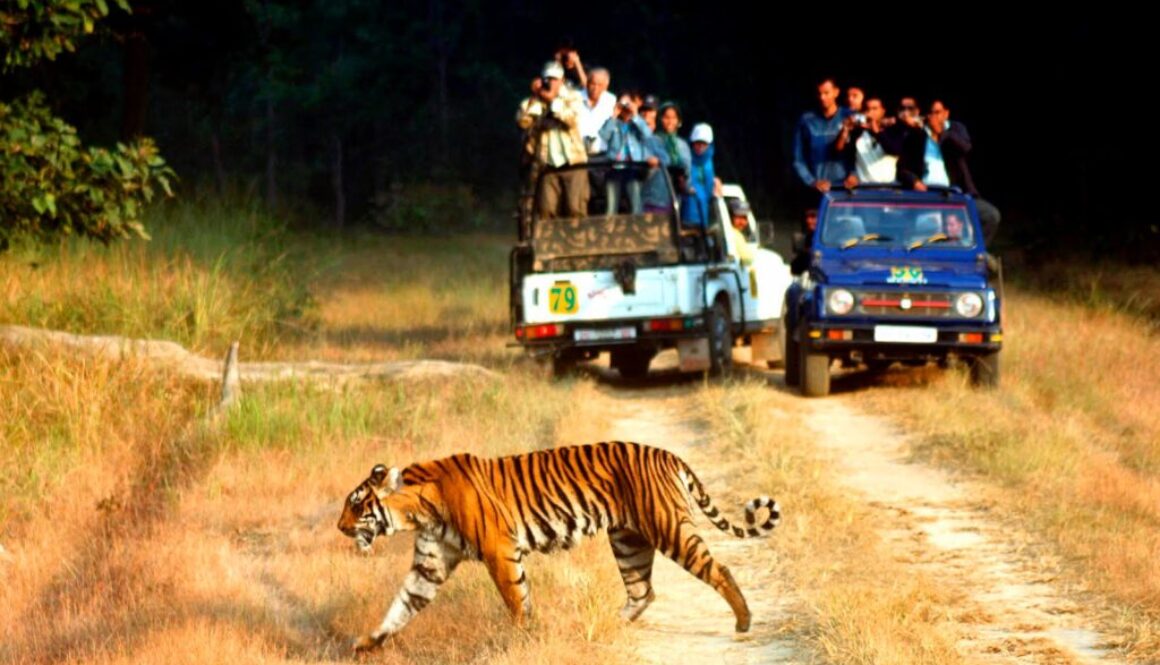 tiger-jim-national-park-tour