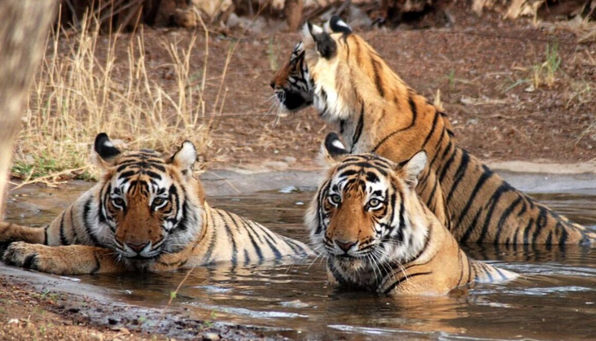 Jim Corbett Package Tour