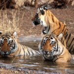 Delhi Nanital Kausani Corbett Delhi 6 Night 7Days.